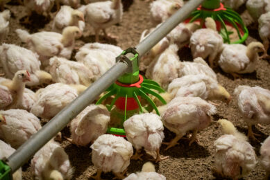 Adding a microencapsulated blend of organic acids and essential oils to broiler diets improved the feed conversion and average daily gain. Photo: Anne van der Woude