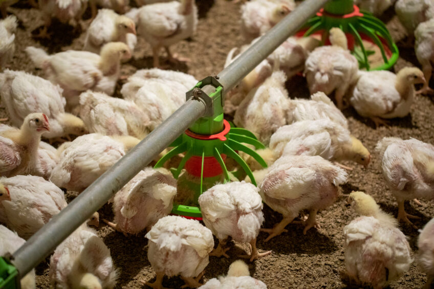 Adding a microencapsulated blend of organic acids and essential oils to broiler diets improved the feed conversion and average daily gain. Photo: Anne van der Woude