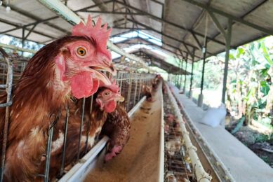 Poultry accounts for 65% of the average Indonesian customer's animal poultry protein consumption. Photo: Canva