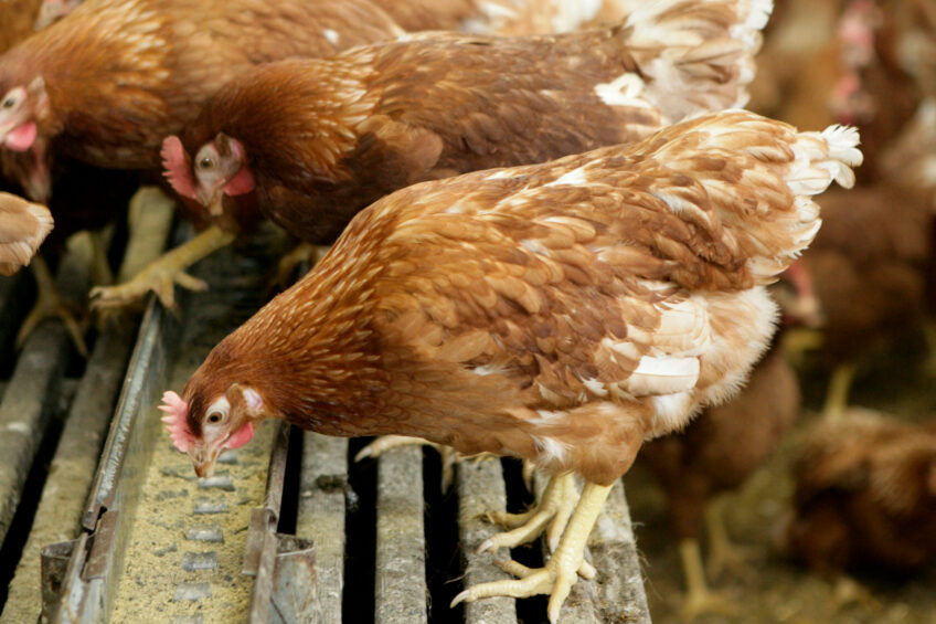 To manage mycotoxin contamination in poultry feed a comprehensive approach including preventive measures, monitoring and mitigation strategies is required. Photo: Henk Riswick