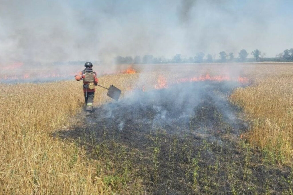 The Russians have deliberately bombed hundreds of hectares of grain crops on Ukrainian farms. Photo: Ukraine farmers