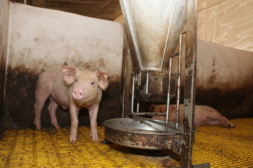 The trial in Vietnam was carried out on pigs of 6 weeks of age. The picture shows a weaner pig on a farm in southern Vietnam, not related to this trial. Photos: Vincent ter Beek