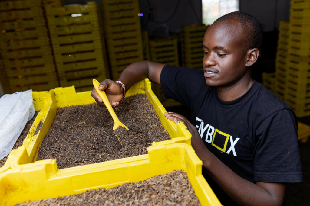 Flybox is a UK-based insect farming module manufacturer with a project in the Constituency of Kiambu, a town near Nairobi, Kenya. Photo: Flybox