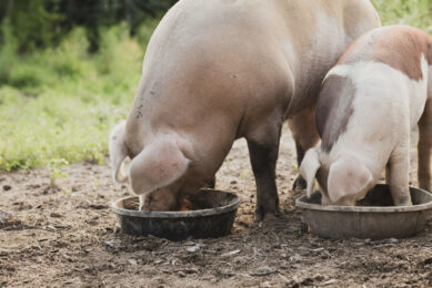 18% of feed in the country is manufactured in-house by poultry and pig farmers. Photo: Canva