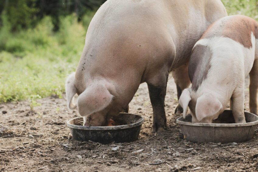 18% of feed in the country is manufactured in-house by poultry and pig farmers. Photo: Canva