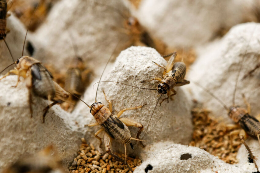 Singapore is keen to explore more sustainable food sources and insects require much less land, water and feed compared to traditional livestock and they produce fewer carbon emissions, too. Photo: Canva