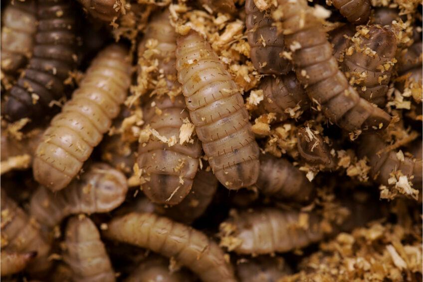 Of the chemical analytes screened for in the study, a total of 101 were found in the larvae, of which the majority (58) were metals. Photo: Canva