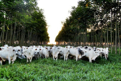 The new EU Regulation on deforestation-free supply chains expands restrictions on products grown in deforested areas. Photo: Ilpf brasil