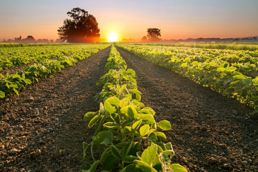 The smaller soybean acreage in the US, than in March. Photo: Canva