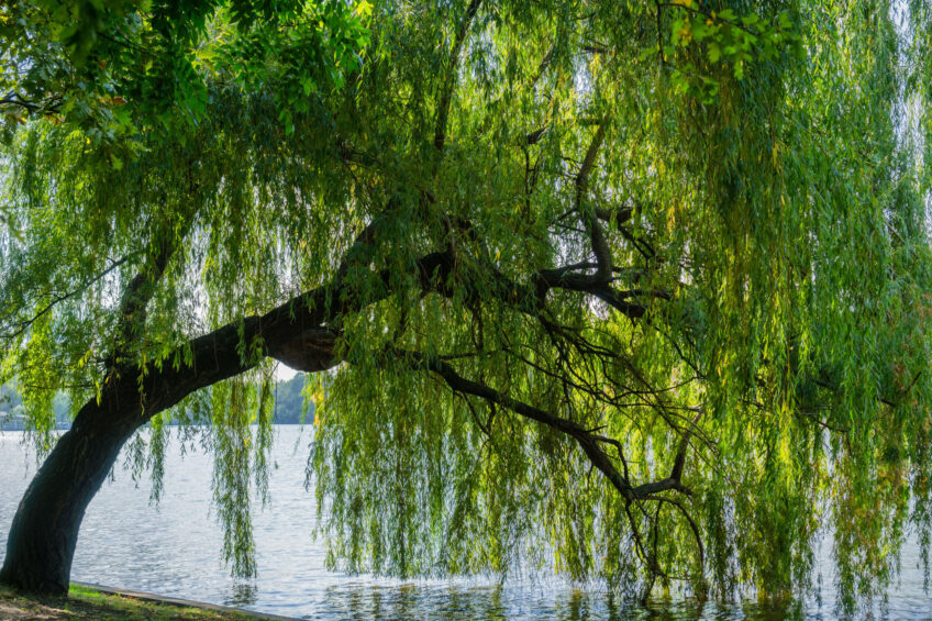 Along with growth promotion willow leaves may also cut methane emissions. Willow is also known to have an anthelmintic effect. Photo: Canva