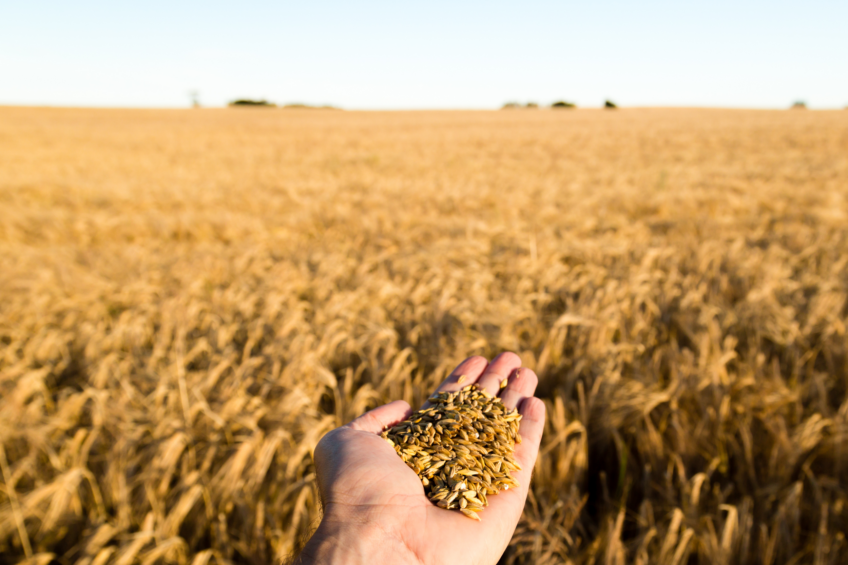 Harvesting of winter barley is all but complete with the average reported winter barley yield just 6.3t/ha – down 11% on the 5-year average. Photo: Canva