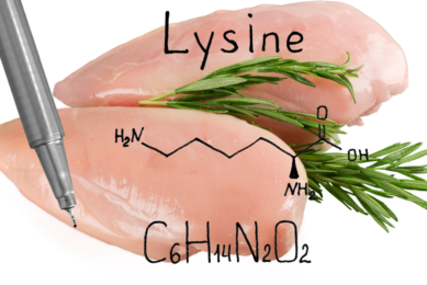 Scientists investigated the effects of dietary crude protein (CP) and lysine levels on growth performance, slaughter performance, meat quality, and myofiber characteristics of slow-growing chicken. Photo: Canva