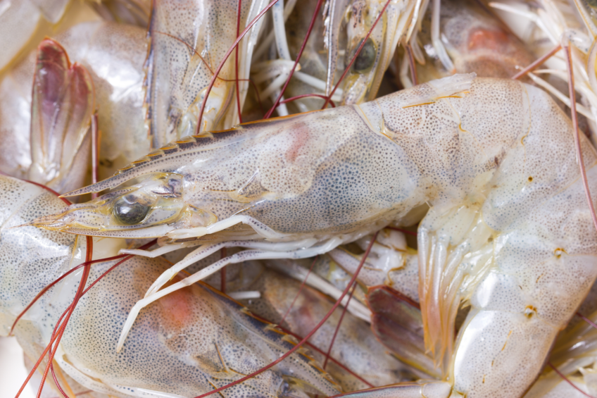 Tartaric acid proves to be beneficial for shrimp