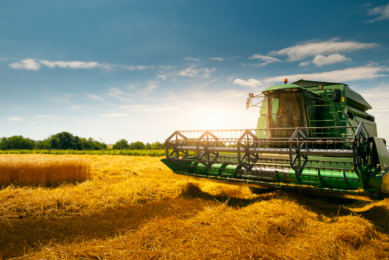 The reason for this dramatic low wheat production is 2-fold: a historic low yield per hectare in combination with a much smaller area than in previous years. Photo: Canva