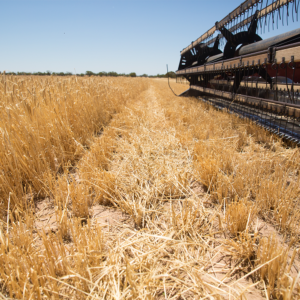 Grain prices for animal feed under pressure in Australia