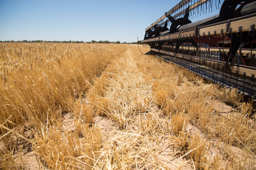 Grain prices for animal feed under pressure in Australia