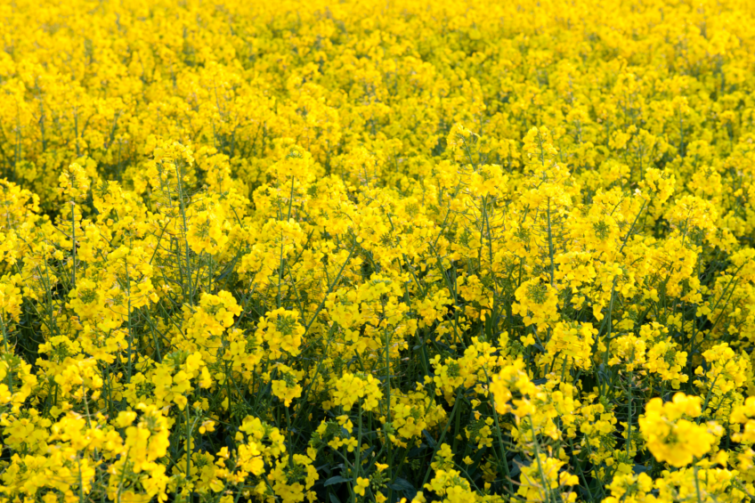 The UK will import more OSR than it produces for the first time ever. Photo: Canva