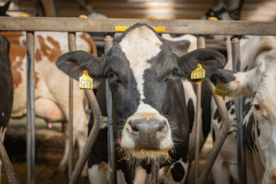 Study results demonstrate that the supplementation of live yeast increases dry matter intake and lactation performance in mid-lactation high-yielding dairy cows. Photo: Peter Roek