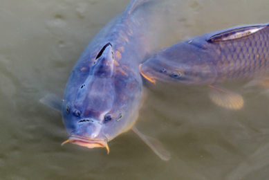 The use of plant-based feed additives in the diet of carp is a promising avenue for enhancing feed and nutrient utilisation. Photo: Canva