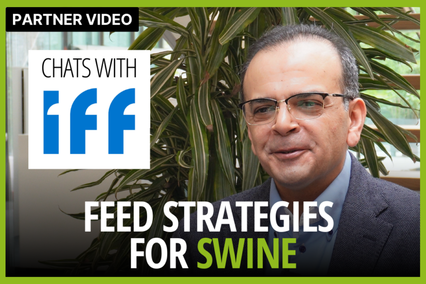 VIDEO: Feed strategies for swine