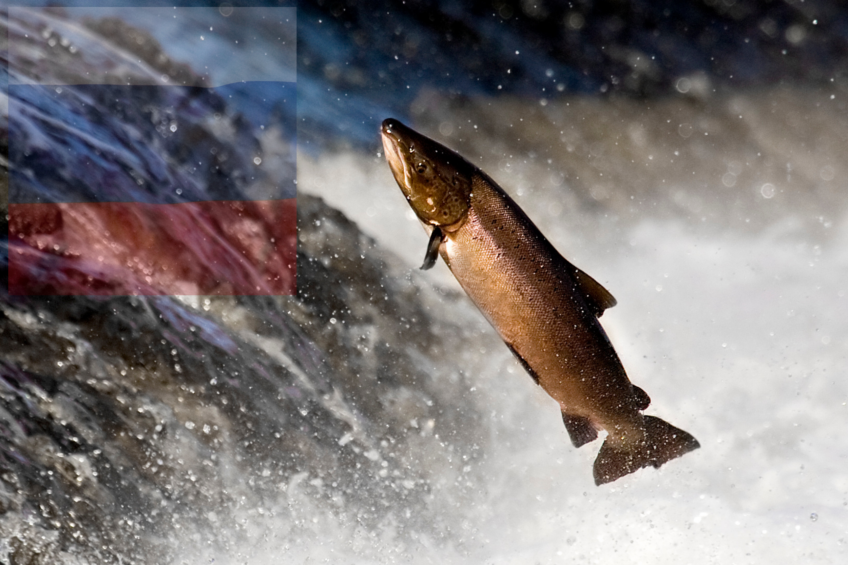 the Russian salmon market is reportedly in turbulence. Photo: Canva