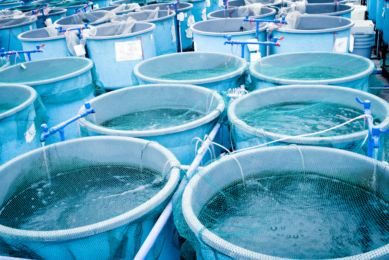 The silver lining follows a first half of the year that Rabobank describes as “more challenging than expected”, with salmon farming seeing unprecedented biological challenges. Photo: Canva