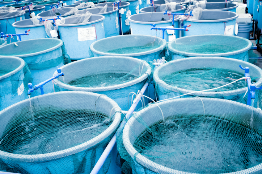 The silver lining follows a first half of the year that Rabobank describes as “more challenging than expected”, with salmon farming seeing unprecedented biological challenges. Photo: Canva