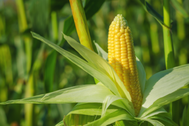 This season, Romania will lack corn to fully meet the domestic demand and honour its export commitments. Photo: Canva