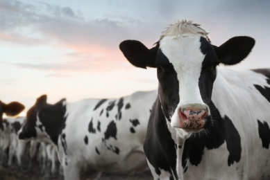 Last year, total feed production decreased again, be it by a more modest 0.7% to 19.1 million tons. Of which dairy cattle feed was 1.7% higher at 3.55 million tons. Photo: Canva