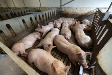 Pig farm. Since 2019, environmental legislation has kept the Netherlands in a state of paralysis. Photo: Peter Roek