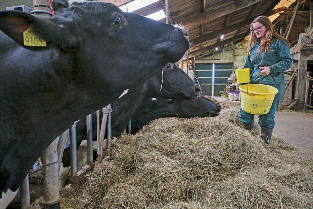 Every morning and evening, all dry cows receive one kilo of pellets. If someone else has to feed, nothing can go wrong.