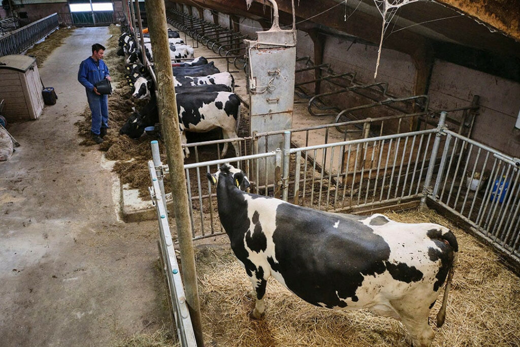 The dry cows in the calving pen at the bottom right. The group is too small to mix a ration for them every day. That is why the farmer feeds hay with chunks.