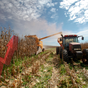 The increase in the corn harvest is solely the result of a massive increase in the area of corn grown. Photo: Canva