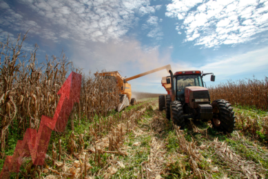 The increase in the corn harvest is solely the result of a massive increase in the area of corn grown. Photo: Canva