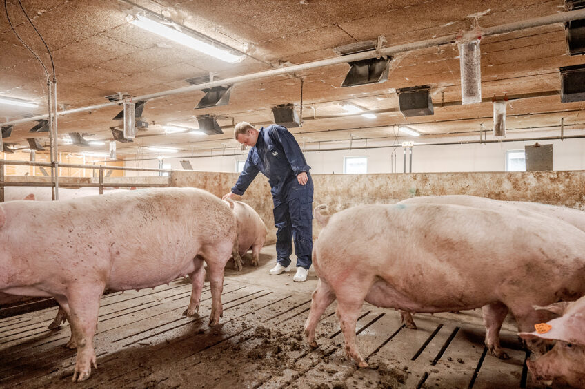 Controlling pig feed particle size aids stomach health