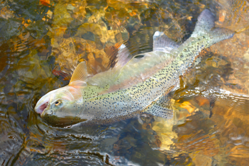 The probiotic-fed trout had more intense growth rates than the control group, higher by 15.7% on average. Photo: Canva