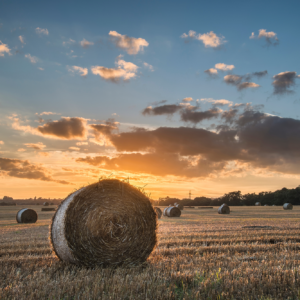 The total wheat yield is the smallest since 2020, when sowing was also greatly hampered by bad weather. Photo: Canva