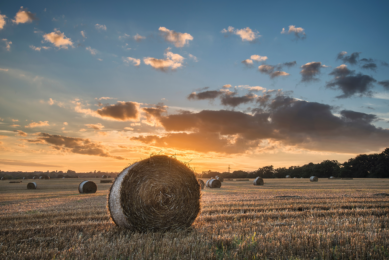 The total wheat yield is the smallest since 2020, when sowing was also greatly hampered by bad weather. Photo: Canva