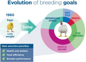 Today's birds, the result of decades of breeding evolution, excel in health and welfare, feed efficiency, breeder and broiler performance.