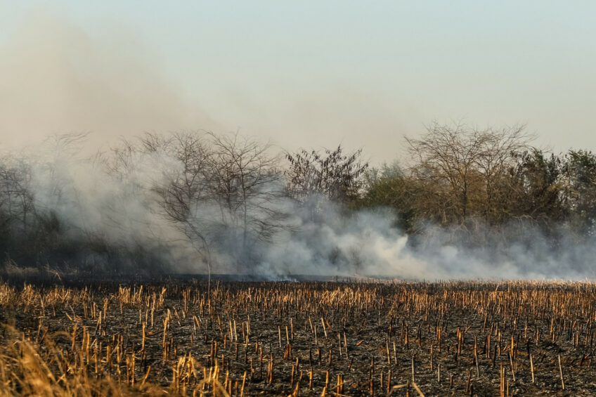 One of the byproducts of burning corn fields is PM2.5, a fine particulate matter associated with a number of detrimental health effects. Photo: Canva