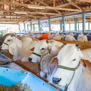 The dairy cattle sector expects a 1.8% growth for the year, with a consumption of 6.8 million tonnes. Photo: Canva