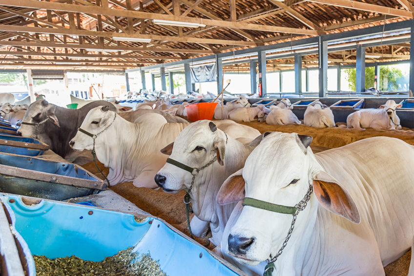 The dairy cattle sector expects a 1.8% growth for the year, with a consumption of 6.8 million tonnes. Photo: Canva