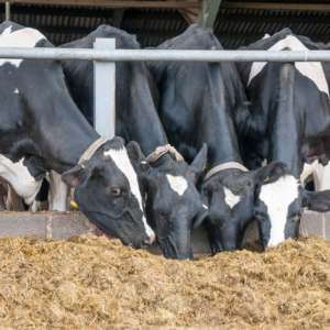 French compound animal feed this year contains more corn than in 2023. Photo: Canva