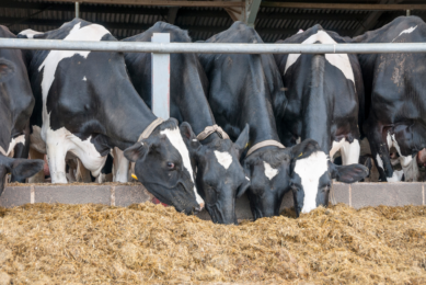 French compound animal feed this year contains more corn than in 2023. Photo: Canva