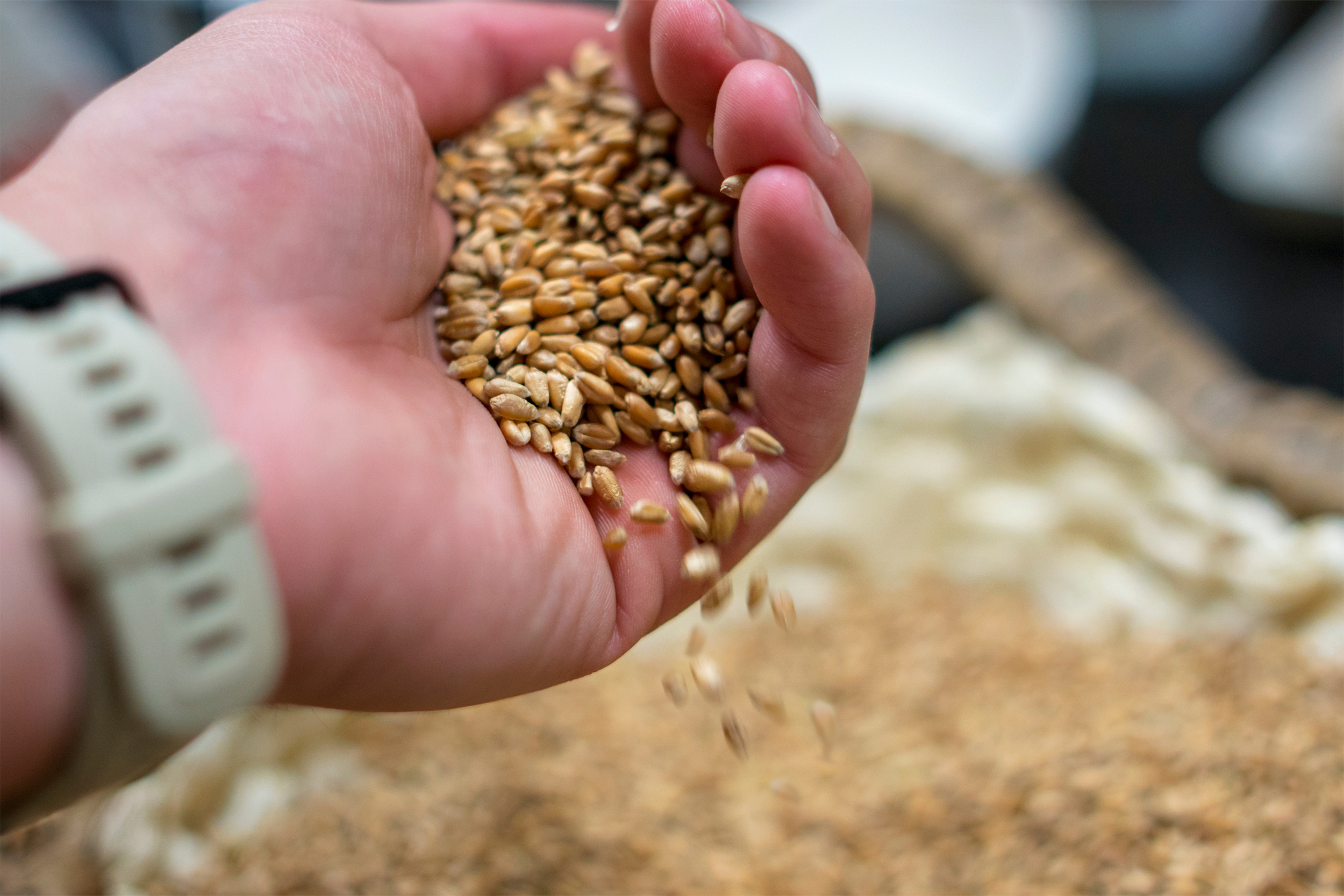 Feed industry uses a record quantity of grains