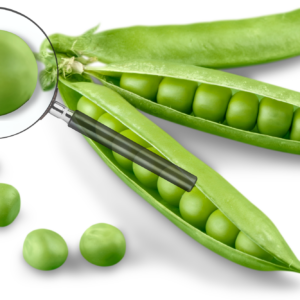 The genetic sequencing  of the grass pea – nearly twice the size of the human genome. Photo: Canva