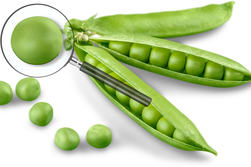 The genetic sequencing  of the grass pea – nearly twice the size of the human genome. Photo: Canva