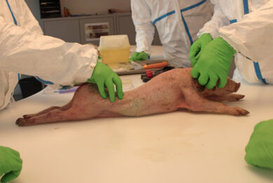 A deceased piglet is being outwardly examined at the start of its necropsy at PoulPharm. Photo: Vincent ter Beek