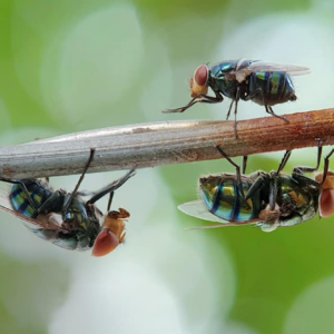 According to the company, the 13,000-square-meter automated plant located in the Aerozone Park will collect 120 tonnes of food industry by-products per day from nearby communities to feed the larvae. Photo: Canva