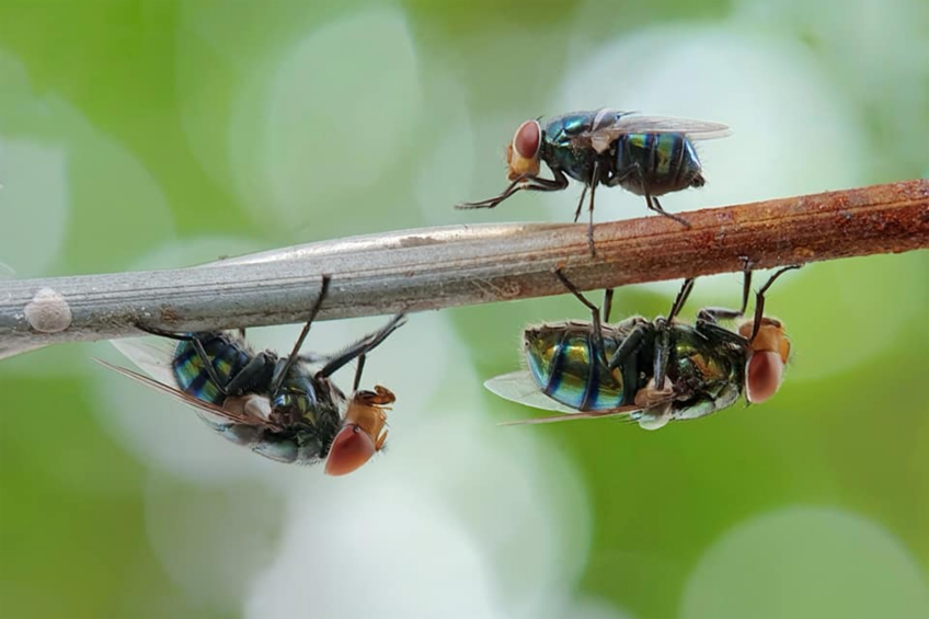 According to the company, the 13,000-square-meter automated plant located in the Aerozone Park will collect 120 tonnes of food industry by-products per day from nearby communities to feed the larvae. Photo: Canva